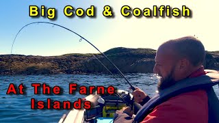 Coalfish amp Cod Fishing With Soft Plastic Lures  The Farne Islands  UK SIB Fishing [upl. by Urbanus333]