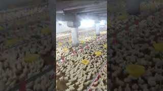 Day 8 Broiler Farming chicken farming poultryfarming birds [upl. by Ttesil]