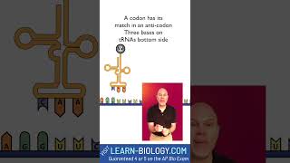 Protein Synthesis Rap mRNA codons anticodons and ribosomes [upl. by Ayamahs246]