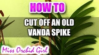 How to cut off an old flower spike on a Vanda Orchid [upl. by Enerual]