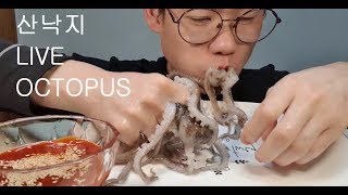 산낙지 리얼사운드 먹방 Live octopus mukbang eating show [upl. by Radburn627]