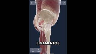 Trocánter mayor y ligamentos de la cadera anatomy anatomia anatomiafacil píldorasanatómicas [upl. by Tiat]