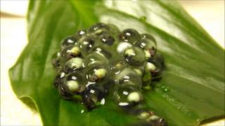 Red Eye Tree Frog Eggs Hatching [upl. by Kcor]