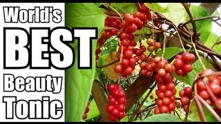 HEALTH BENEFITS OF SCHIZANDRA BERRIES [upl. by Yesnek573]