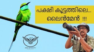 Green Bee Eater നാട്ടു വേലിതത്ത Nattu Velithatha  Merops Orientalis [upl. by Ysnil]