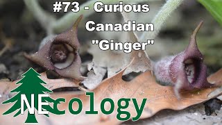 NEcology 73  Curious Canadian quotGingerquot [upl. by Asquith]