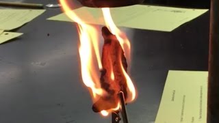 Burning Doritos in Chemistry Class  Calorimeter experiment [upl. by Nosreffej274]