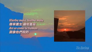 REYKO  Hierba Mala 中英字幕 [upl. by Ecnerat]