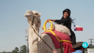 Watch KPRC 2s Sofia Ojeda and Brittany Taylor go head to head in a camel race [upl. by Pravit]