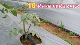 🌱10 दिन का ग्राफ्टेड टमाटर🍅 शानदार ग्रोथ grafted tomato farming CG बरसाती टमाटर क्या क्या करना चाहिए [upl. by Nirok]