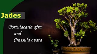 How do you grow Jades  Bonsai from Crassula amp Portulacaria [upl. by Aneliram]