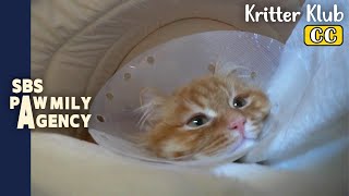 Watch A Cat Sleeping Youll Fall Asleep In Seconds  Pawmily Agency Ep 07 [upl. by Heady]