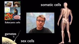 Cell Division [upl. by Sharona]