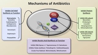 Mechanisms and Classification of Antibiotics Antibiotics  Lecture 3 [upl. by Udelle627]