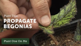 How to Propagate Begonias — Ep 108 [upl. by Pain]