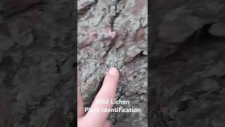 Wild Lichen Plant Identification  Medicinal Plants 🕊 herbalism foraging [upl. by Seiber]