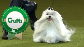 Eukanuba World Challenge Final  Crufts 2017 [upl. by Helfand669]