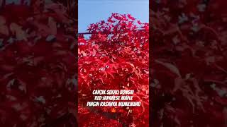 Red Japanese maple 🍁 beautiful anime bonsai maple diy [upl. by Ereveneug]