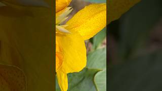 Canna Indica plant flowers  Home Gardening  flowers gardening youtubeshorts [upl. by Guillema770]