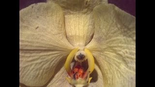 Phalaenopsis Orchid HELP Floppy leaves [upl. by Ahseim534]