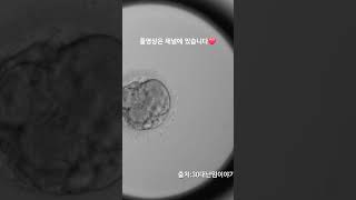 PGT 정상 통과 배아 분열과정 Embryoscope timelapse 시험관 난임 5일배양 통배 pg t염색체 배아분열과정 pgt통과배아 정상배아 [upl. by Derreg]