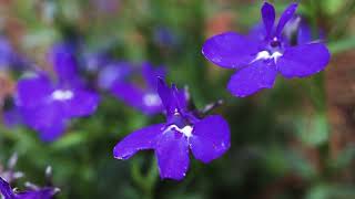 Lobelia Lobelia erinus [upl. by Pruchno]