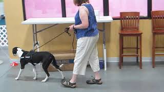 Ian Level 1 Round 1 Interiors CPE Canine Scent Sport July 14 2019 [upl. by Keel]