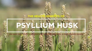 PSYLLIUM HUSK – AN EASY SOLUTION FOR CONSTIPATION THE HEALTH BENEFITS OF PSYLLIUM HUSK [upl. by Chiaki254]