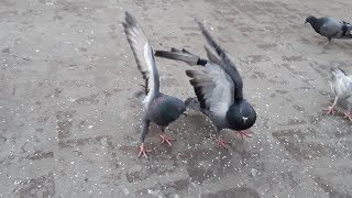 Two Male Pigeon Fighting [upl. by Alamaj]