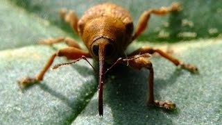 Curculio venosus  Rüsselkäfer  Weevil [upl. by Stilla497]