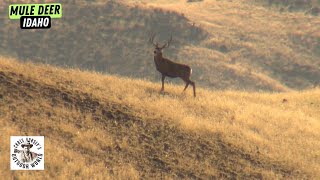 Chasing a 180inch Mule Deer Though Idaho [upl. by Nonnel]