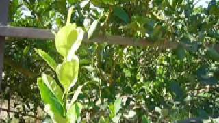 Citron Growing on a California Farm Esrog  Etrog [upl. by Acinomed911]