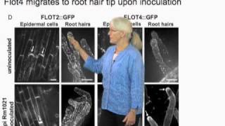 Sharon Long Stanford Part 3 Plant genes and cell response in nitrogenfixing symbiosis [upl. by Eastman908]