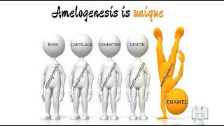 Amelogenesis [upl. by Hortense]