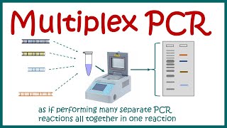 Multiplex PCR [upl. by Dorothy]