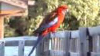 Crimson Rosellas in Canberra [upl. by Shivers909]