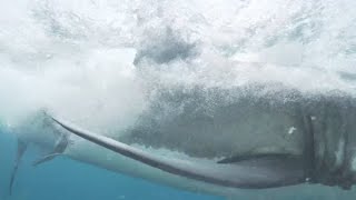 14 Ft Great White Shark Consumes Surfer  Jevan Wright [upl. by Mackintosh]