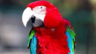 Scarlet macaw Natural sounds [upl. by Ecerahc]