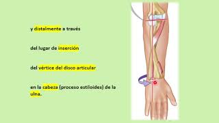 Articulación radioulnar proximal [upl. by Noraf]