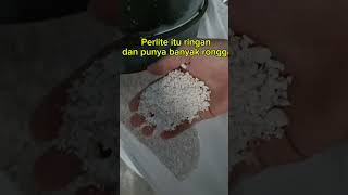 Perlite Itu Apa ya hobinyajajat perlite tanaman mediatanam horticulture [upl. by Teufert]