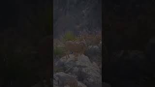 Giant Aoudad ram on a rock slow motion kill shot hunting [upl. by Sherborn553]