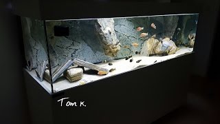 Mixed tropheus tank HD [upl. by Lind]