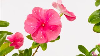 Catharanthus roseus Growing Indoors In Water Culture “Annual VincaMadagascar Vinca” [upl. by Neeuq]