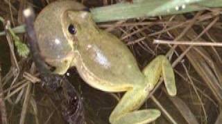 Squirrel Treefrog [upl. by Wiltsey351]