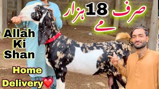 Sirf 18 Hazar Me ❤️ Qurbani 2025 Ka Bakray  Aise Bakra Or Bakriyan Dil Khush Kar Diya😍 [upl. by Col212]