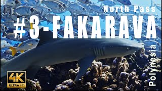 Tahiti 3  Dive in the Fakarava North Pass Atoll of Fakarava Tuamotu Archipelago  4k  Showreel [upl. by Brufsky799]