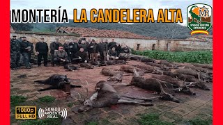 MONTERÍA LA CANDELERA ALTA 2024  ALFONSO YUSTE Y SPANISH HUNTING EXPERIENCE 226 [upl. by Enyrhtak]