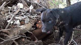 Patterdale Terriers This Mornings Creek Hunt [upl. by Ojytteb]