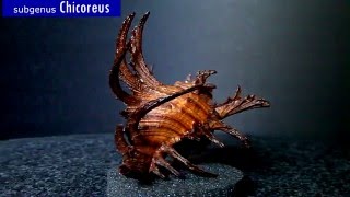 GklinShells  Muricidae genus Chicoreus [upl. by Dnalyaw]