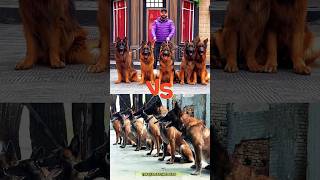 ❌ShowdownGerman Shepherd vs Malinois dog dogtraining germanshepherd malinois pets workingdog [upl. by Eynttirb]